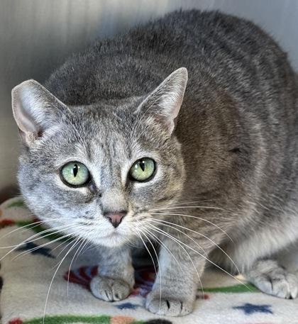 Beezus, an adoptable Domestic Short Hair in Redmond, OR, 97756 | Photo Image 1