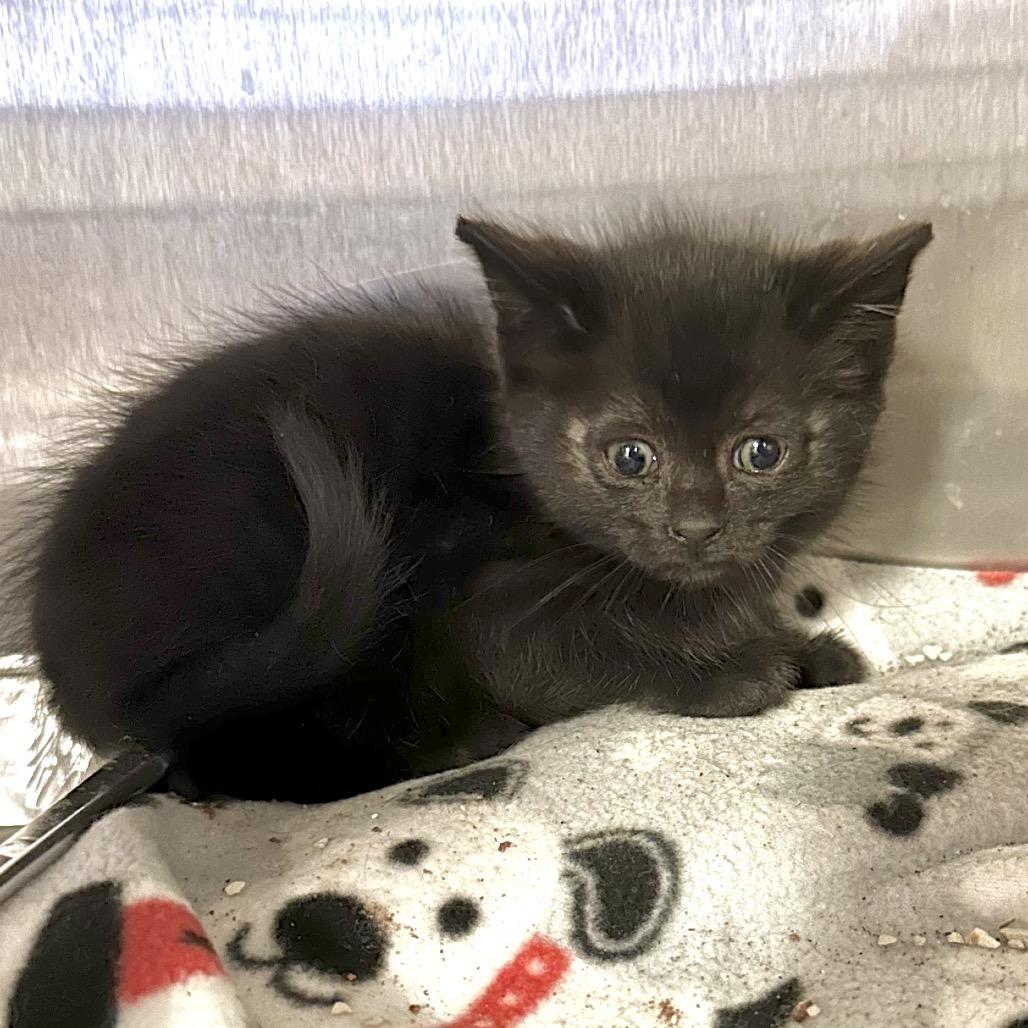 Enlarge Honda*, a Adoptable Domestic Short Hair in San Gabriel, CA image 1/2