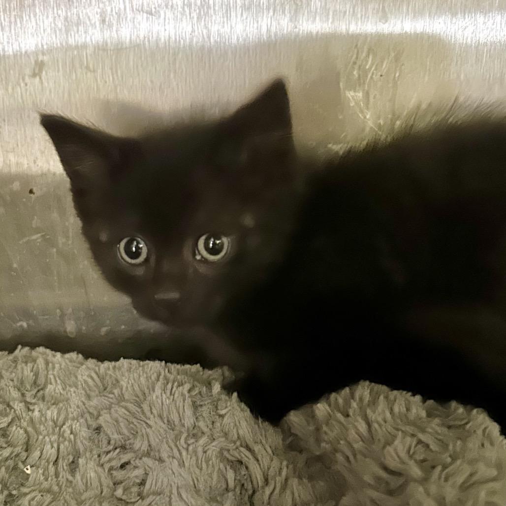 Enlarge Honda*, a Adoptable Domestic Short Hair in San Gabriel, CA image 2/2