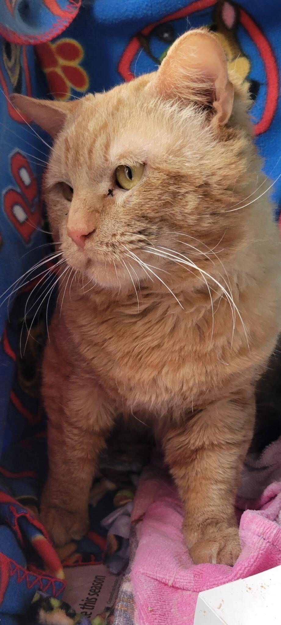 Peep, ADOPTABLE, Adult Male Domestic Short Hair.