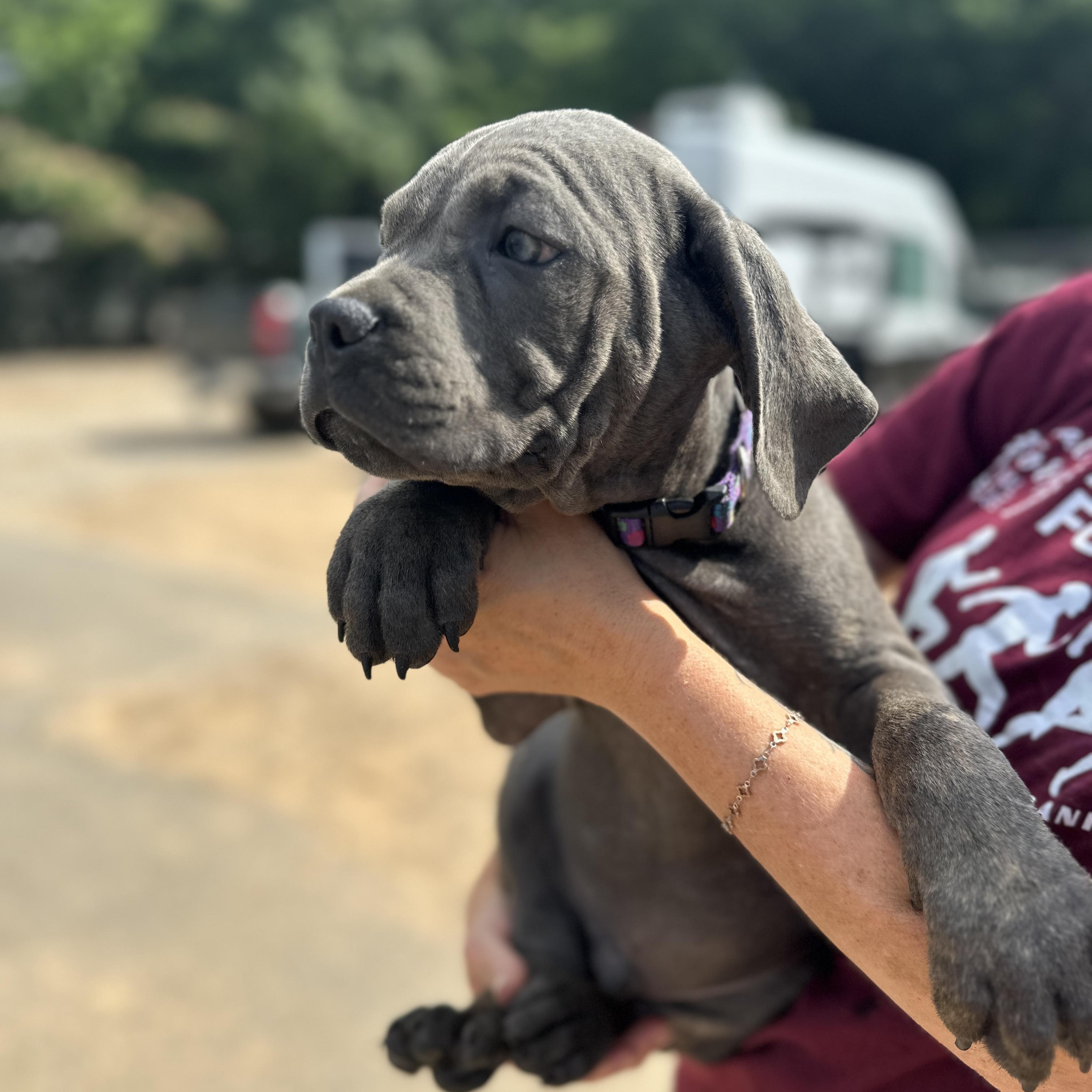 Dwayne Johnson, an adopted Cane Corso in Columbia, SC image 3/3