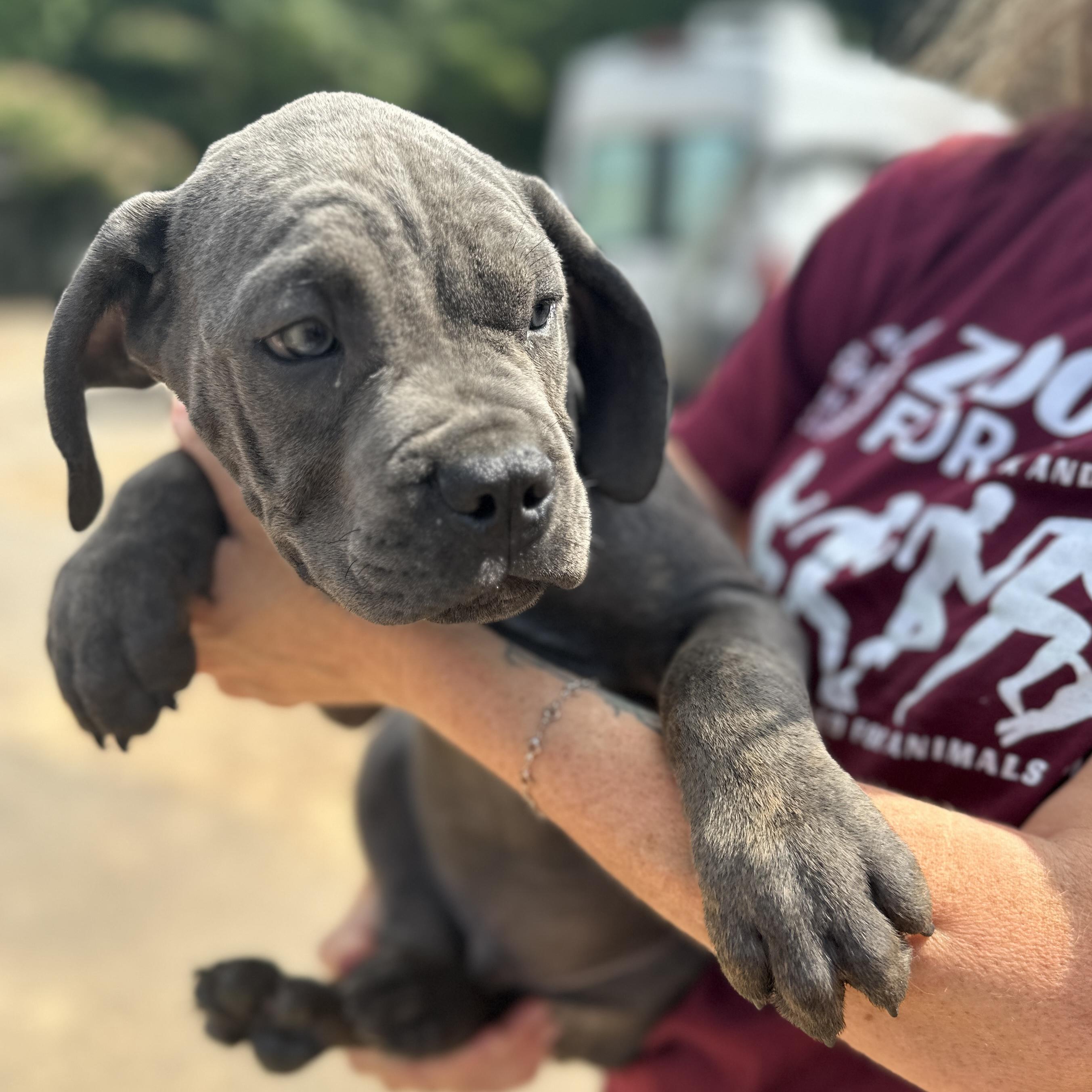 Dwayne Johnson, an adopted Cane Corso in Columbia, SC image 2/3