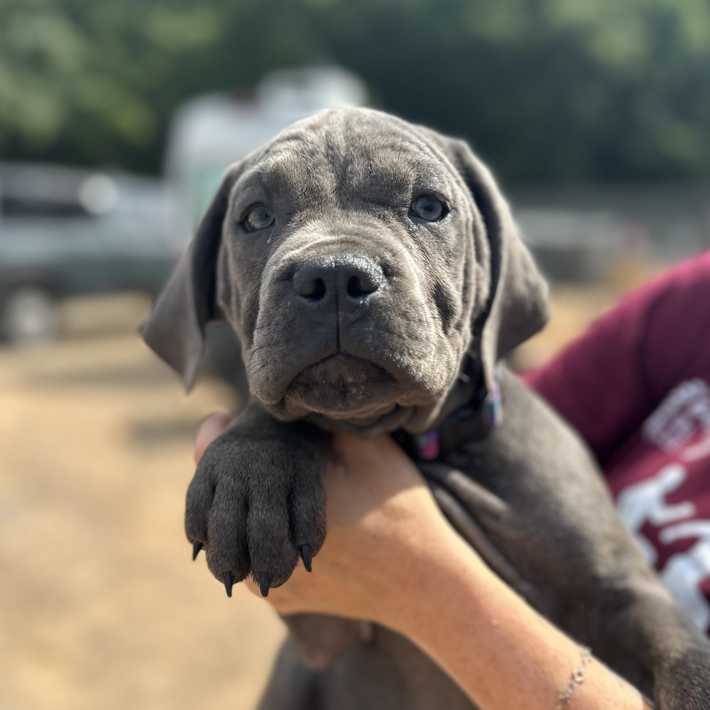 Dwayne Johnson, an adopted Cane Corso in Columbia, SC image 1/3