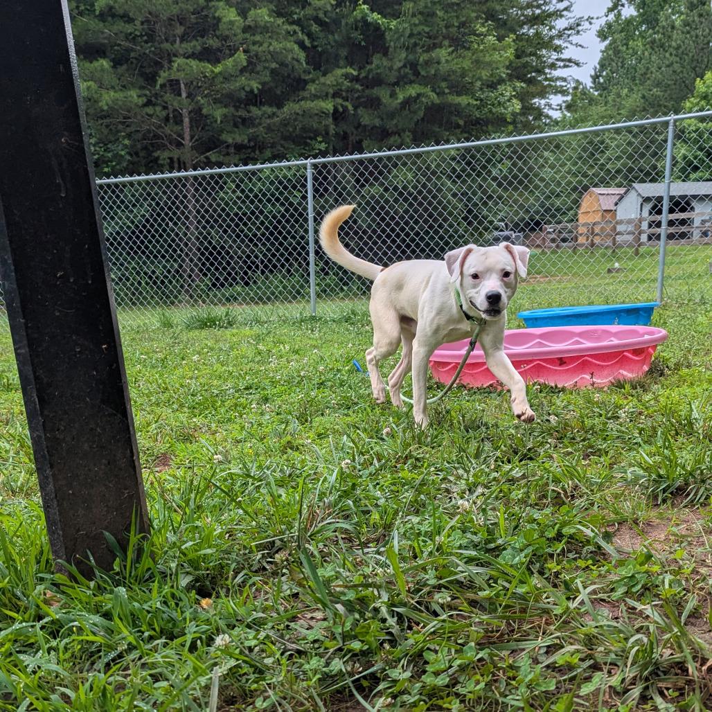 Enlarge Shaggy, a Adoptable mixed breed in Columbus, NC image 1/6
