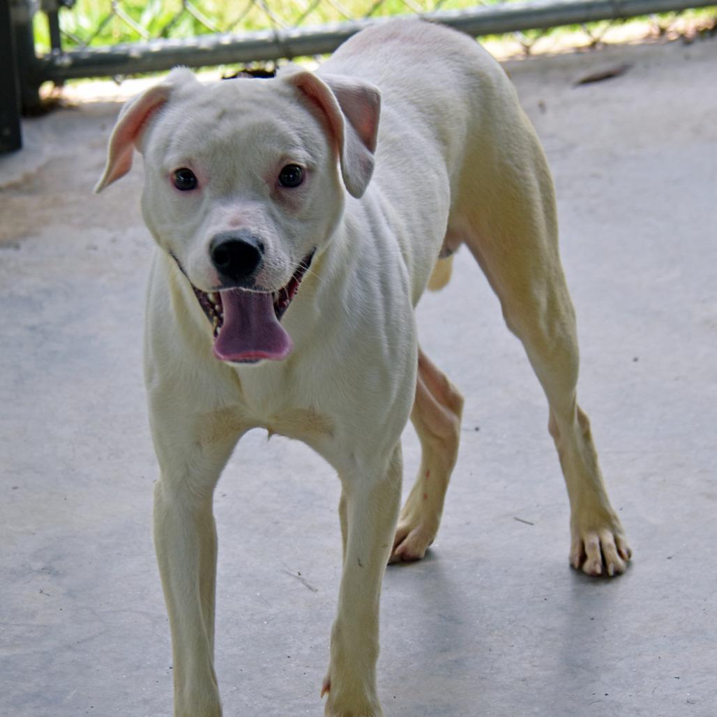 Enlarge Shaggy, a Adoptable mixed breed in Columbus, NC image 2/6