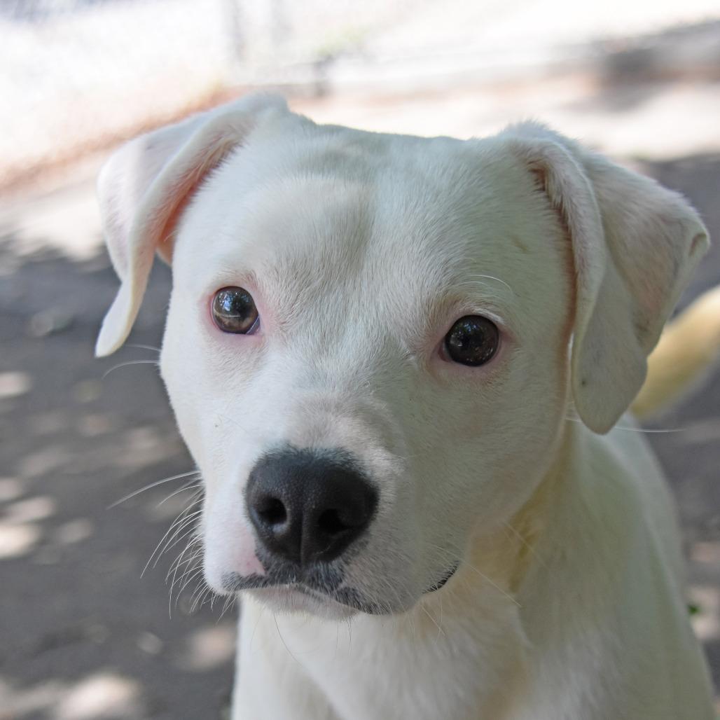 Enlarge Shaggy, a Adoptable mixed breed in Columbus, NC image 3/6