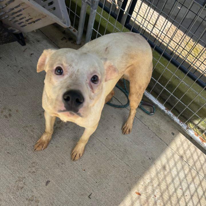 Enlarge Shaggy, a Adoptable mixed breed in Columbus, NC image 4/6