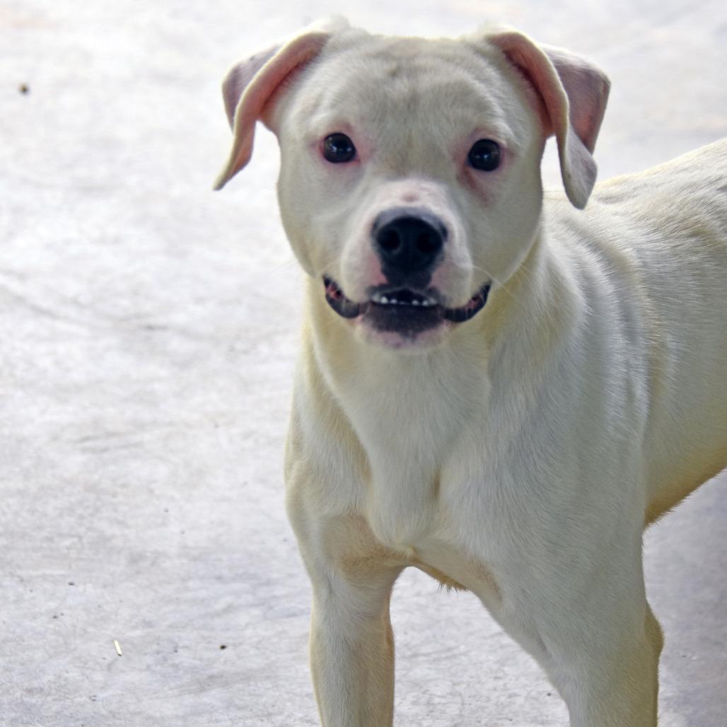 Enlarge Shaggy, a Adoptable mixed breed in Columbus, NC image 5/6