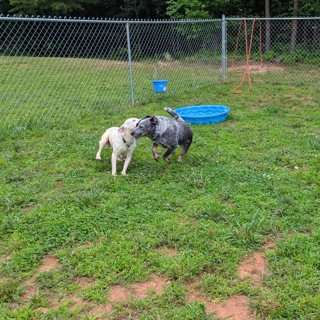 Enlarge Shaggy, a Adoptable mixed breed in Columbus, NC image 6/6