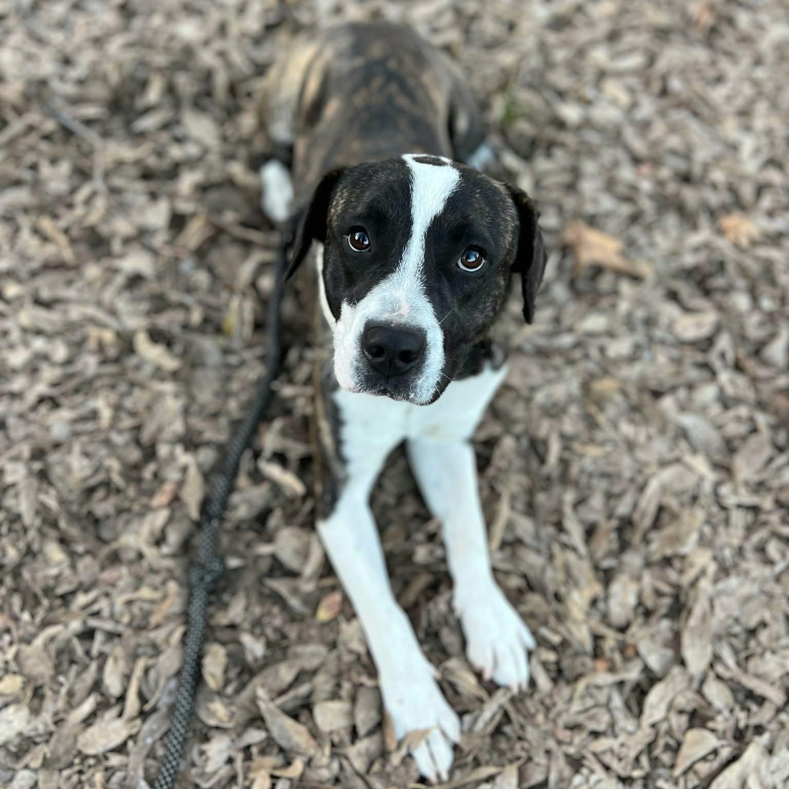 Windex, Adoptable, Adult Male Pit Bull Terrier.