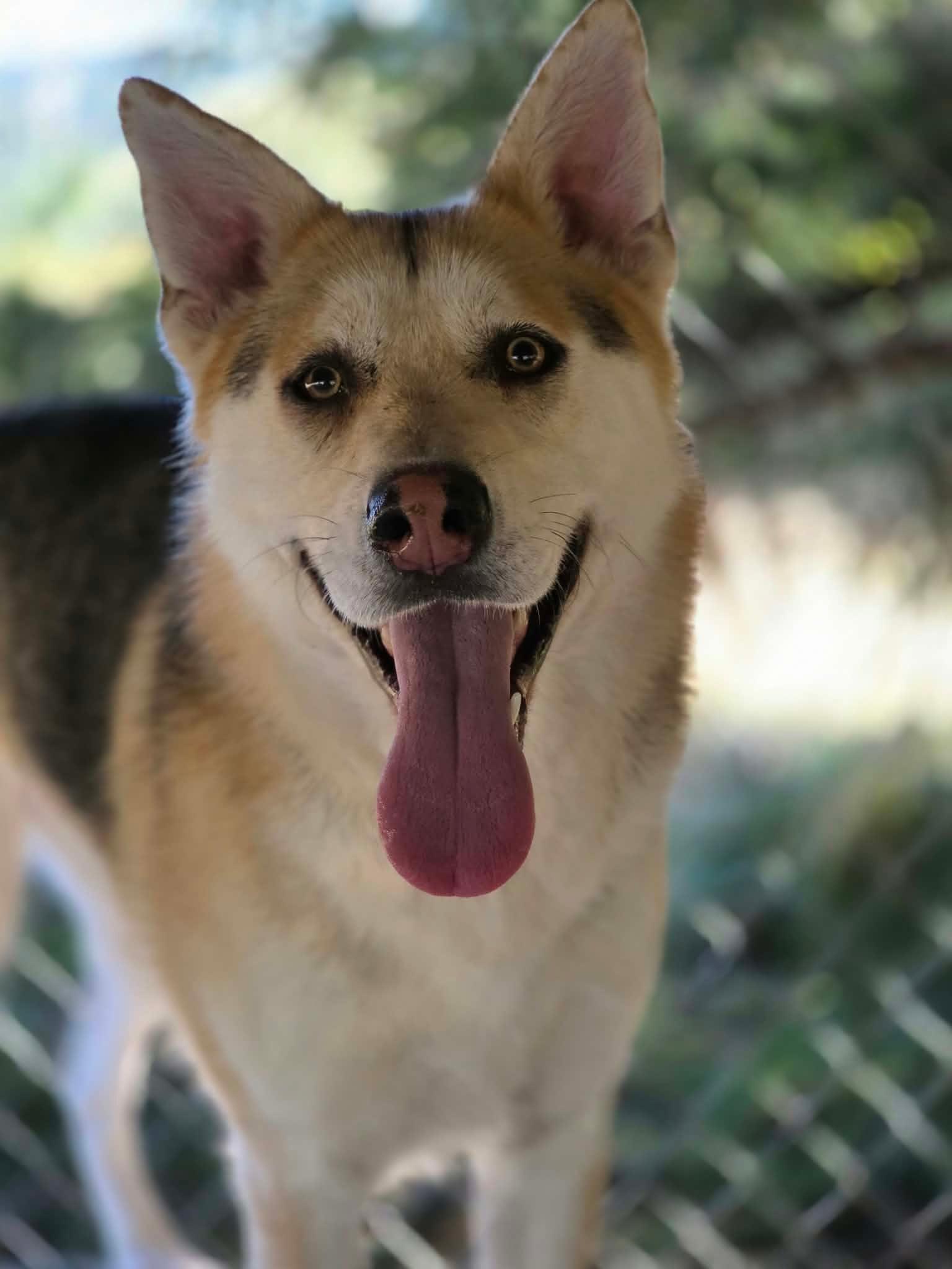 Enlarge Eyes, a Adoptable mixed breed in Oakville, WA image 3/6