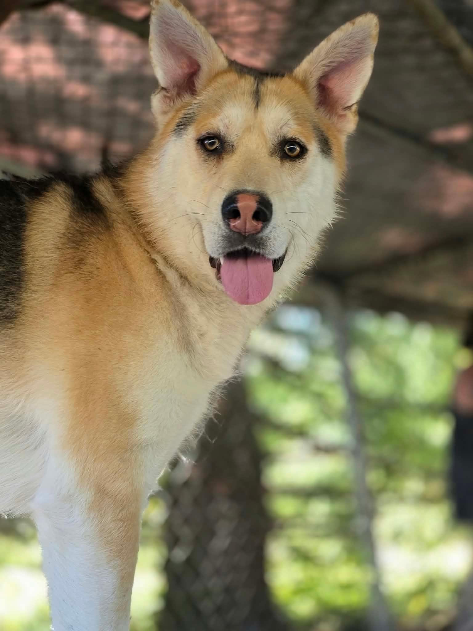 Eyes, Adoptable, Young Male Husky & German Shepherd Dog.