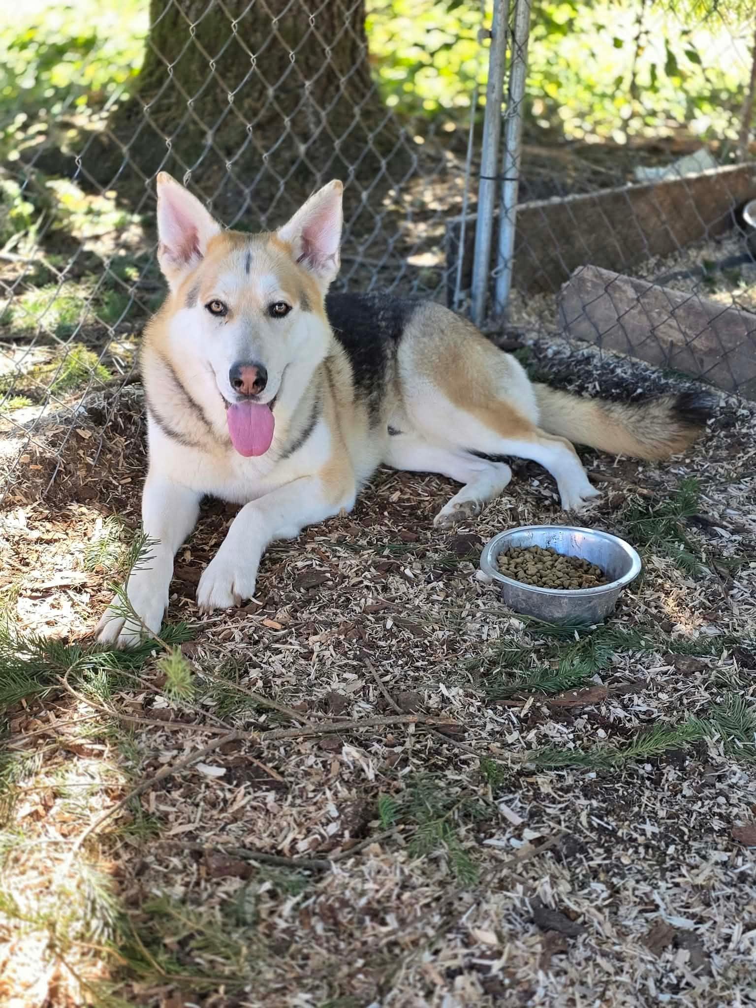 Enlarge Eyes, a Adoptable mixed breed in Oakville, WA image 4/6