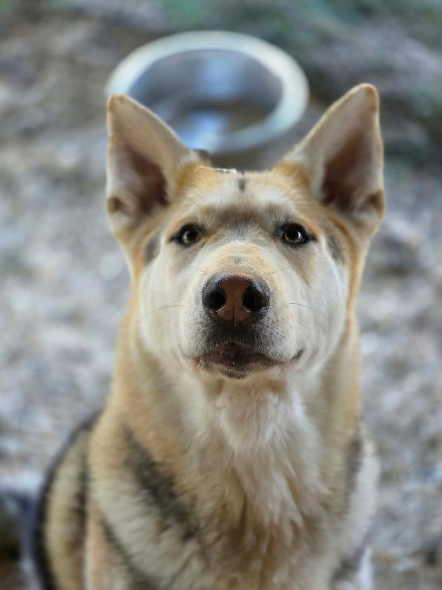 Enlarge Eyes, a Adoptable mixed breed in Oakville, WA image 5/6