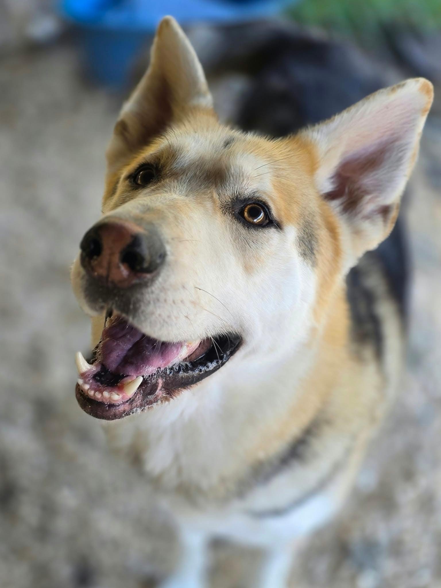 Enlarge Eyes, a Adoptable mixed breed in Oakville, WA image 2/6