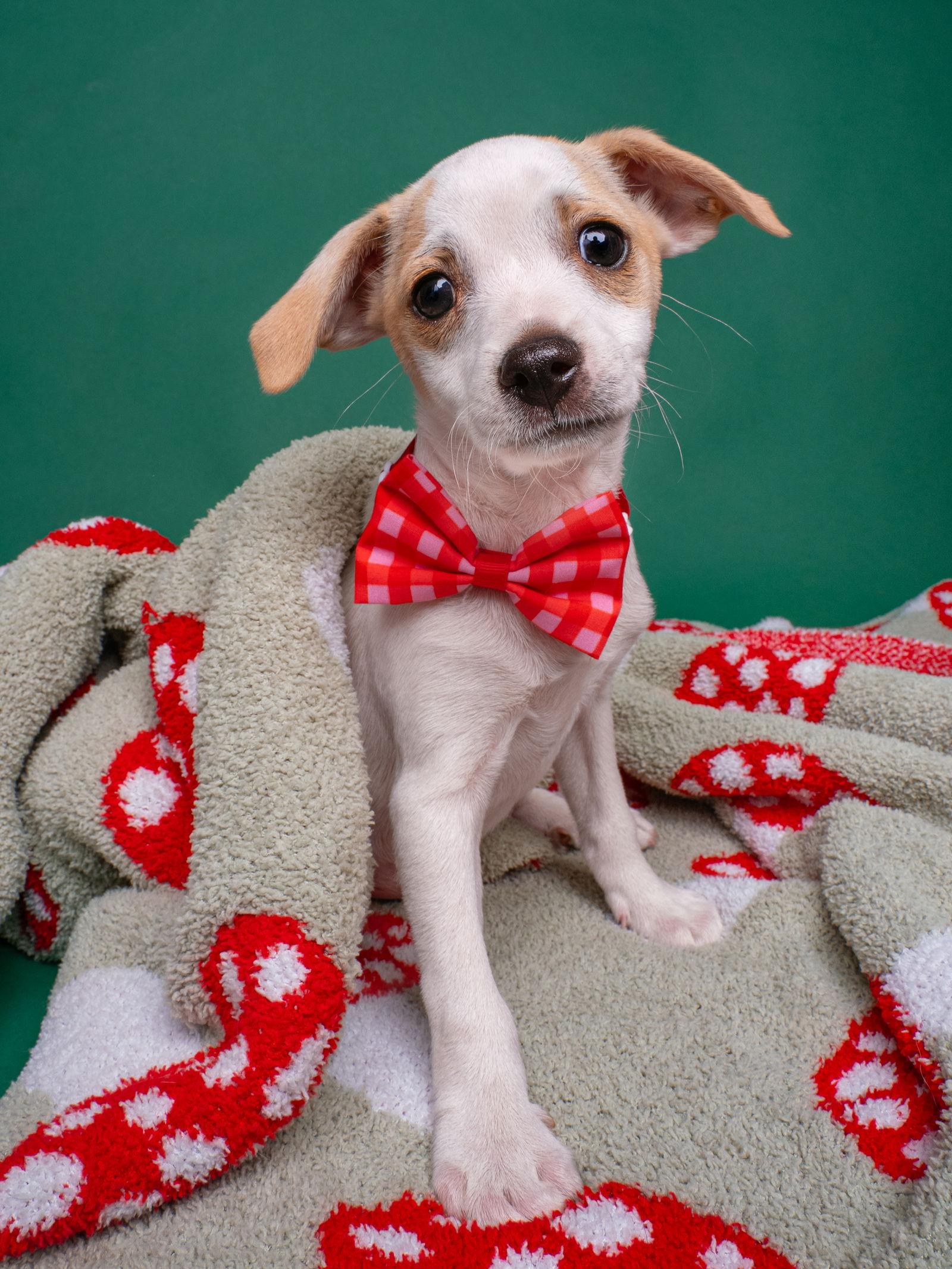 Enlarge Tomato: Cherry, a Adoptable Chihuahua in Palo Alto, CA image 1/3