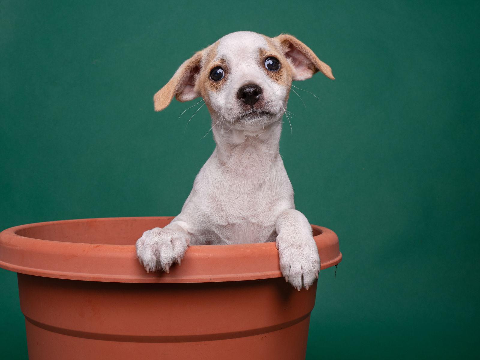 Enlarge Tomato: Cherry, a Adoptable Chihuahua in Palo Alto, CA image 2/3