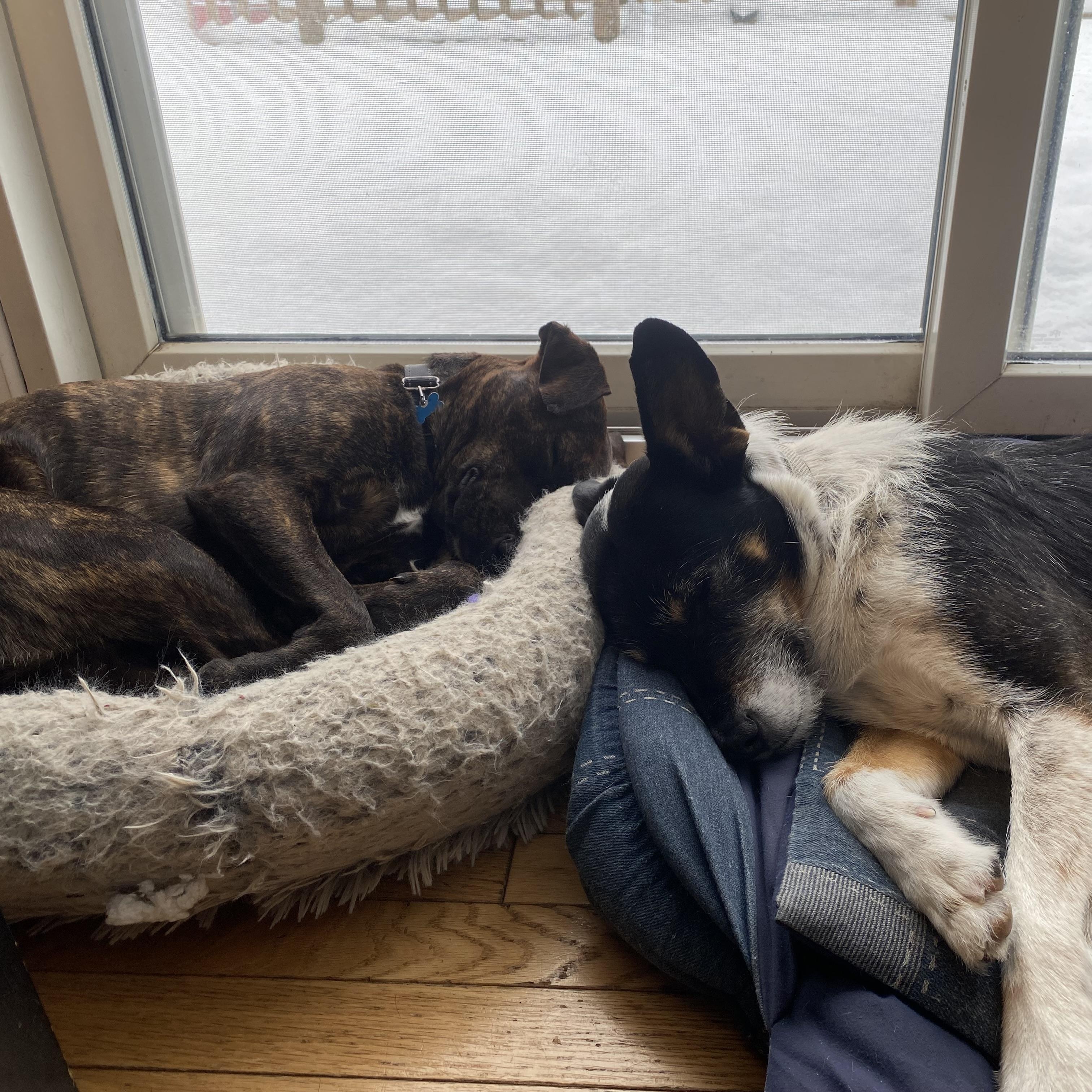 Enlarge Lottie, a Adoptable mixed breed in Hopkinton, MA image 6/6