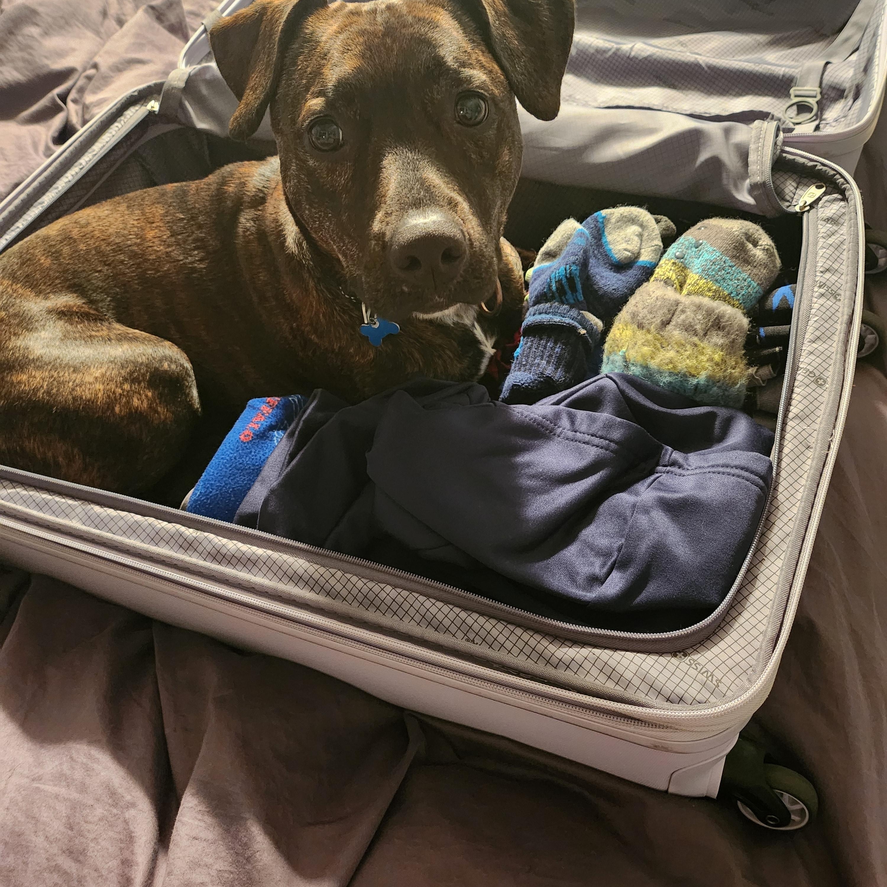 Enlarge Lottie, a Adoptable mixed breed in Hopkinton, MA image 6/6