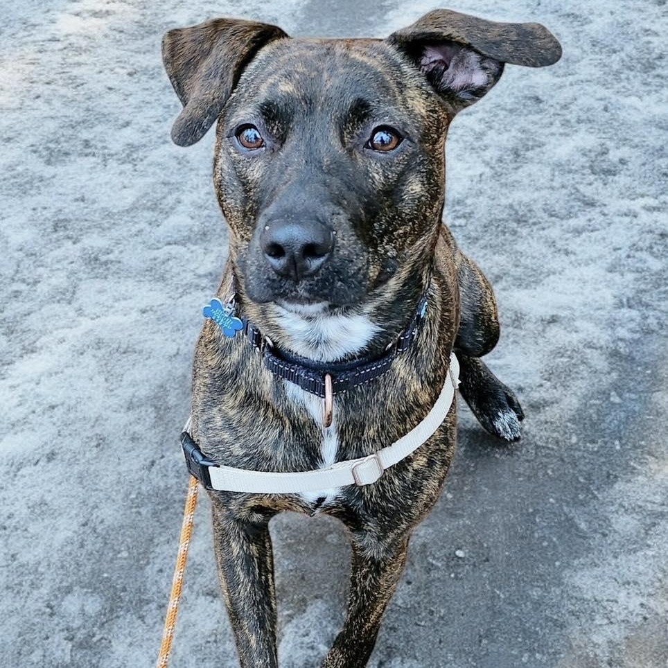 Enlarge Lottie, a Adoptable mixed breed in Hopkinton, MA image 1/6
