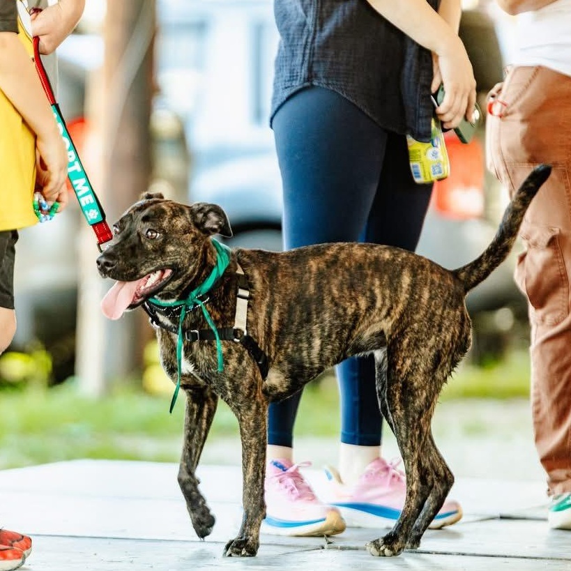 Enlarge Lottie, a Adoptable mixed breed in Hopkinton, MA image 4/6