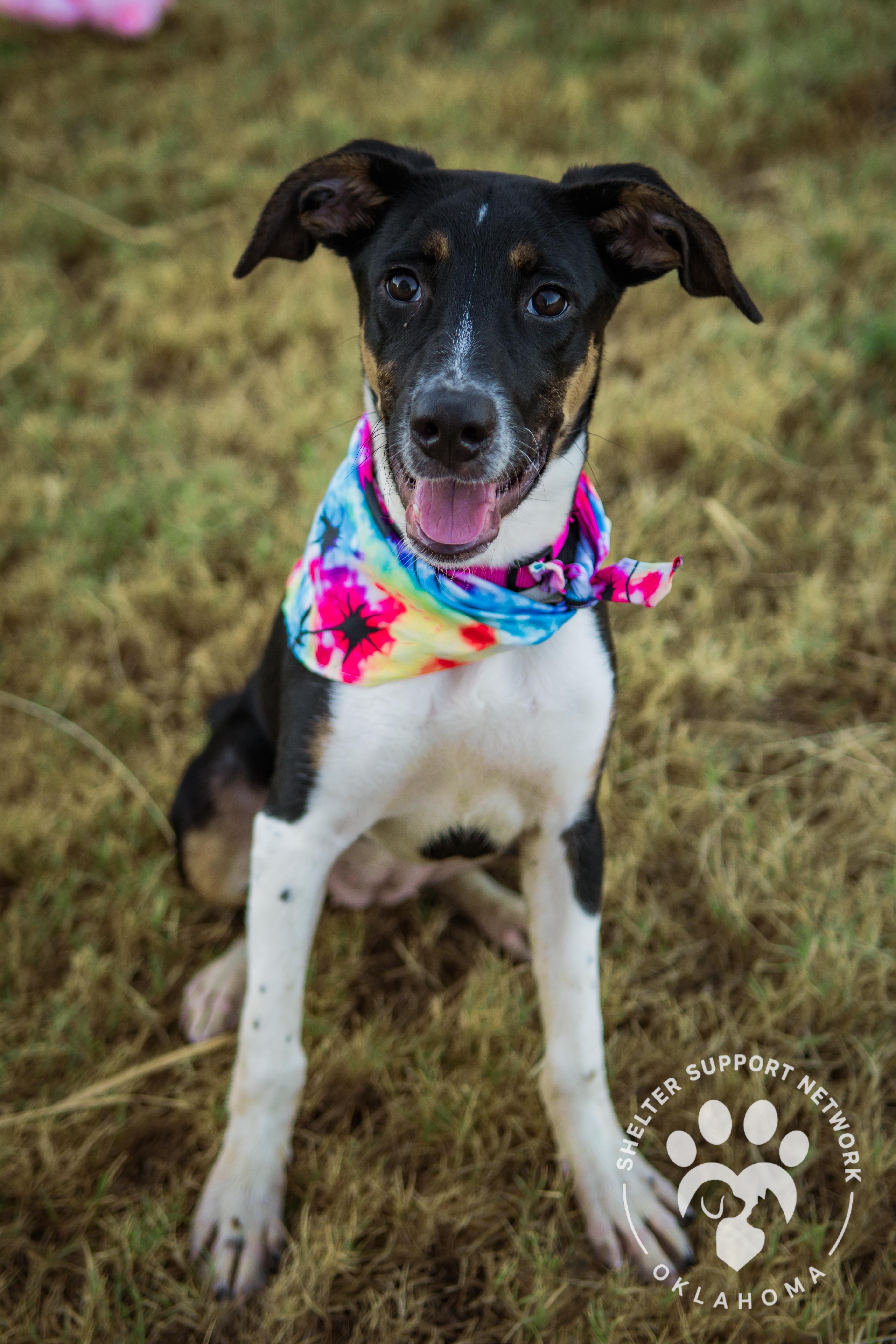 JENNY, Adoptable, Young Female Smooth Collie & Jack Russell Terrier.