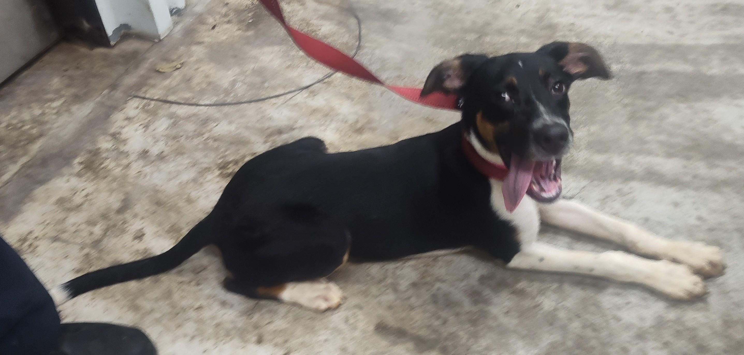Enlarge JENNY, a Adoptable mixed breed in Claremore, OK image 2/2