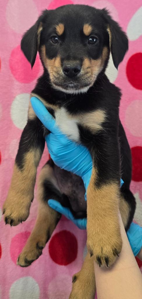 Enlarge Putzie, a Adoptable mixed breed in Murphysboro, IL image 1/2