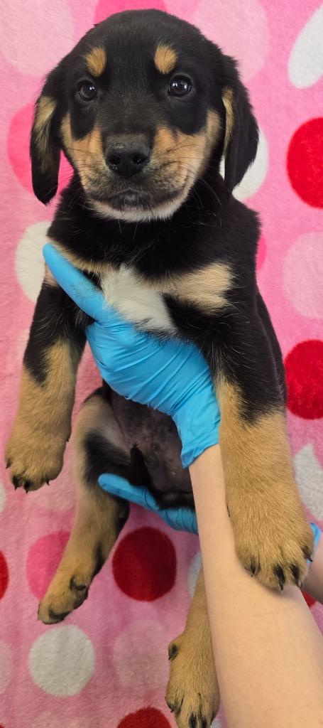 Enlarge Putzie, a Adoptable mixed breed in Murphysboro, IL image 2/2