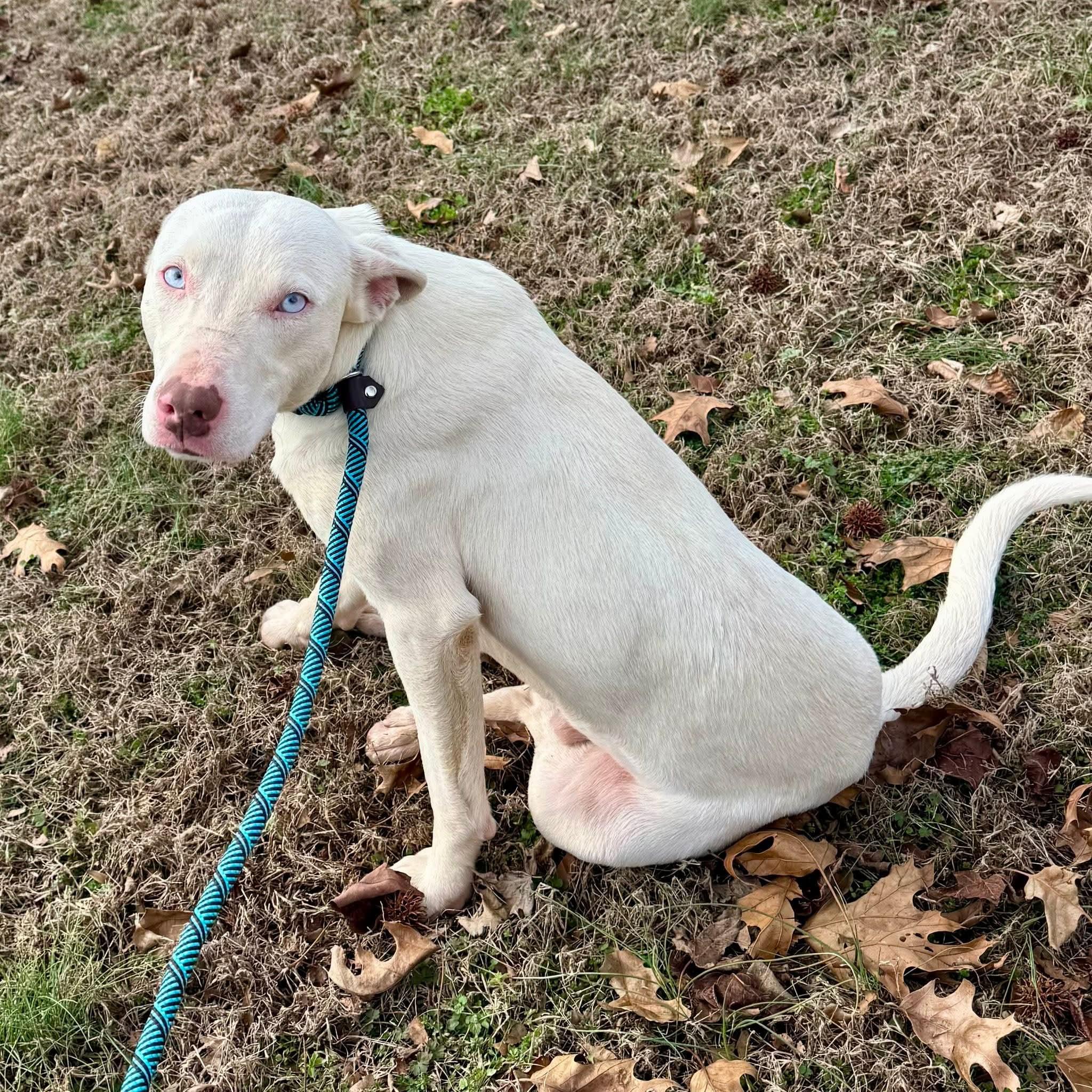 Damon Blue Eyes, ADOPTABLE, Young Male Labrador Retriever & Australian Shepherd.