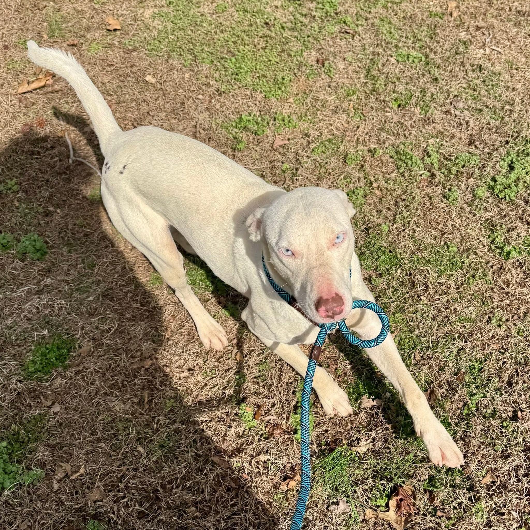Enlarge Damon Blue Eyes, a ADOPTABLE mixed breed in Blairstown, NJ image 5/5