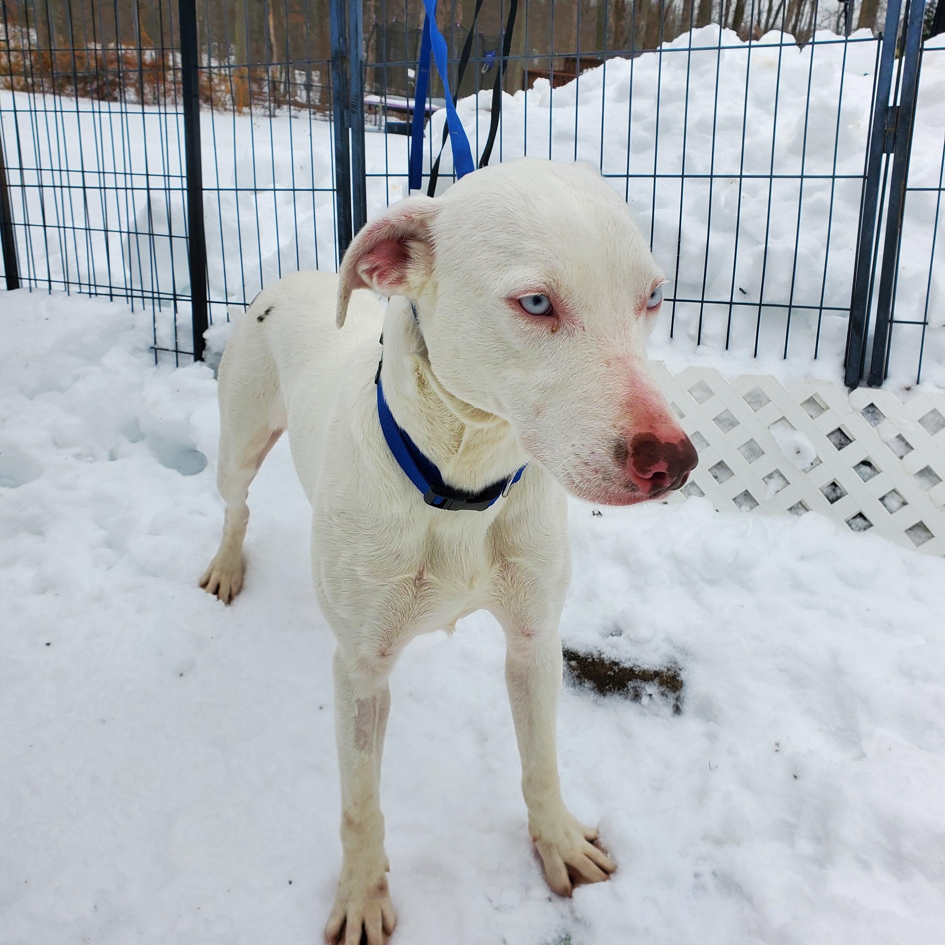 Enlarge Damon Blue Eyes, a ADOPTABLE mixed breed in Blairstown, NJ image 2/5
