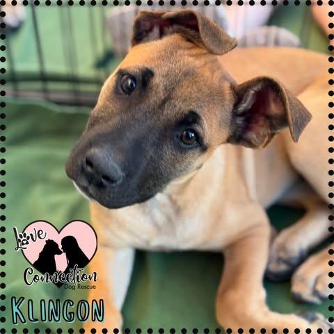 Klingon photo 1