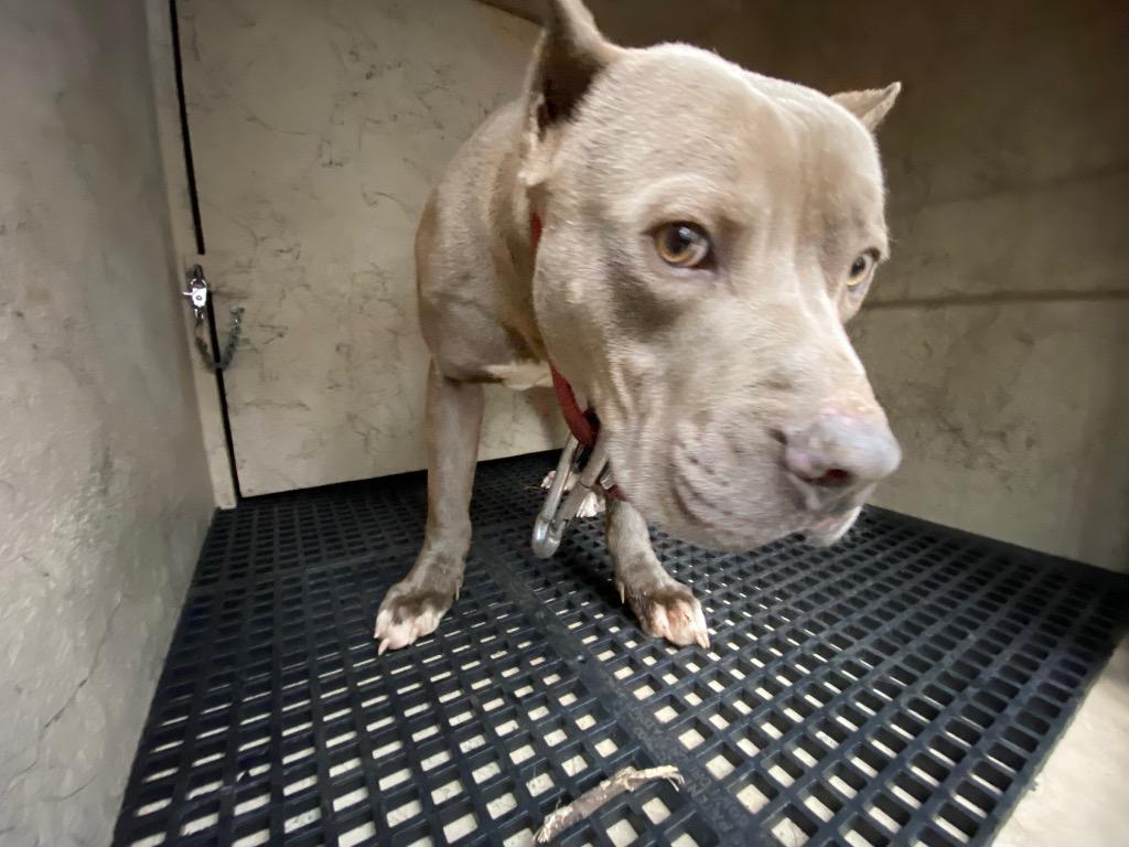 Enlarge Willie, a Adoptable mixed breed in Cartersville , GA image 1/2