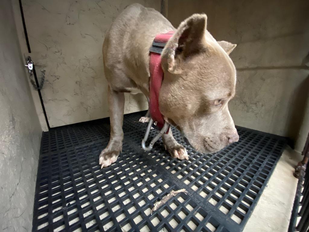 Enlarge Willie, a Adoptable mixed breed in Cartersville , GA image 2/2