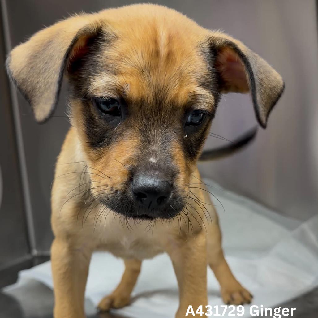 Ginger, Adoptable, Puppy Female Pit Bull Terrier & Mixed Breed.