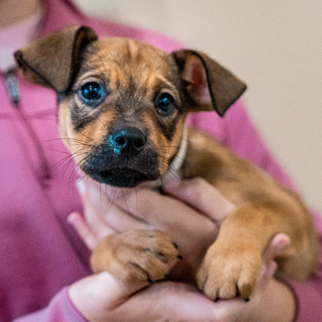 Enlarge Ginger, a Adoptable mixed breed in Tomah, WI image 2/4