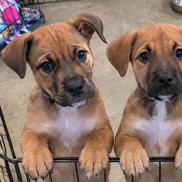 Enlarge Ginger, a Adoptable mixed breed in Tomah, WI image 3/4