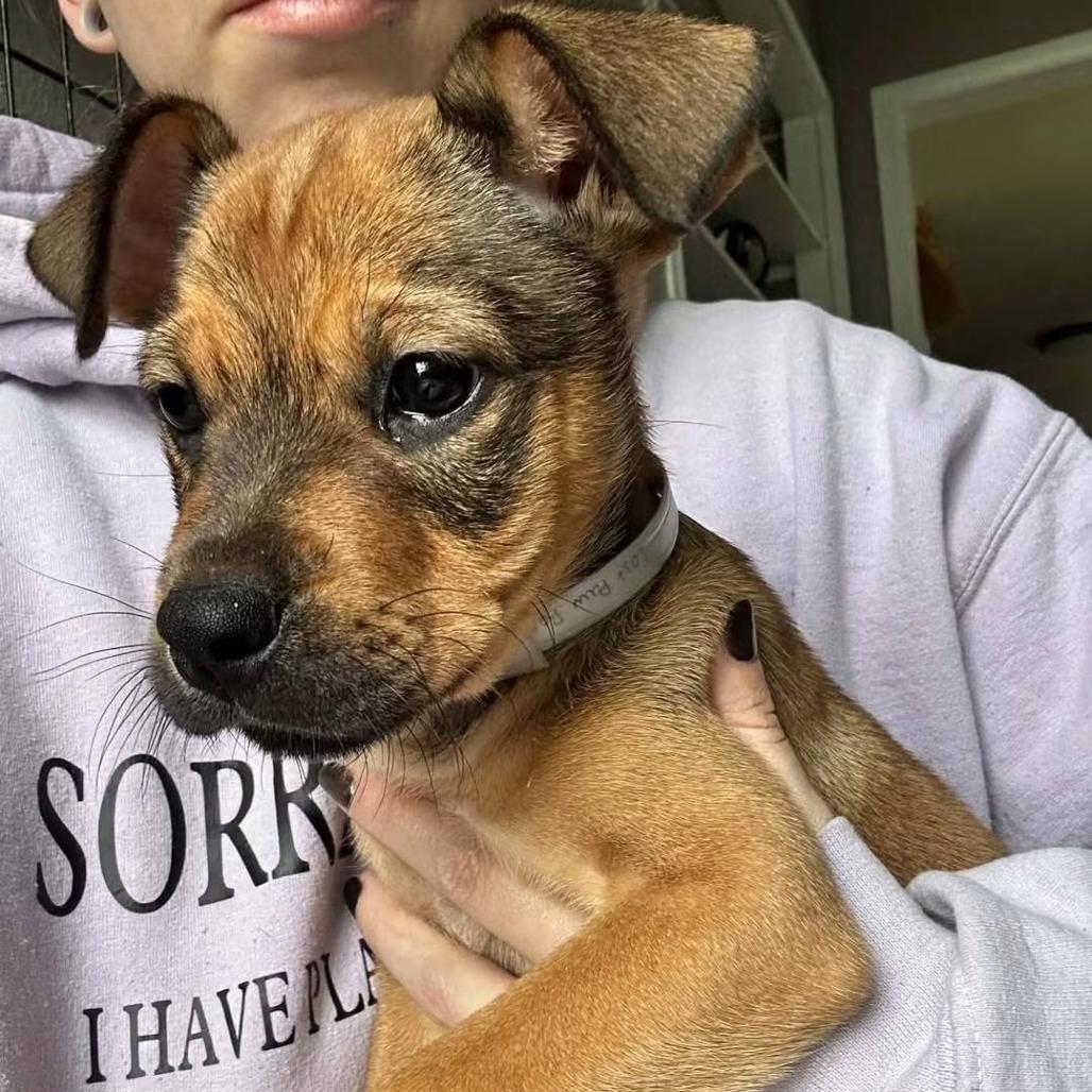 Enlarge Ginger, a Adoptable mixed breed in Tomah, WI image 4/4