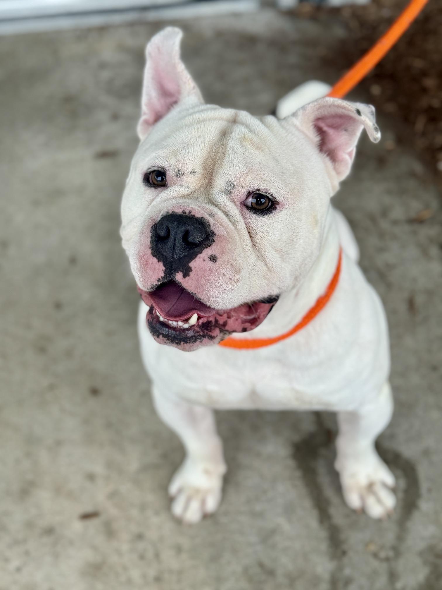 Ranger, adopted, Adult Male American Bully & Mixed Breed.