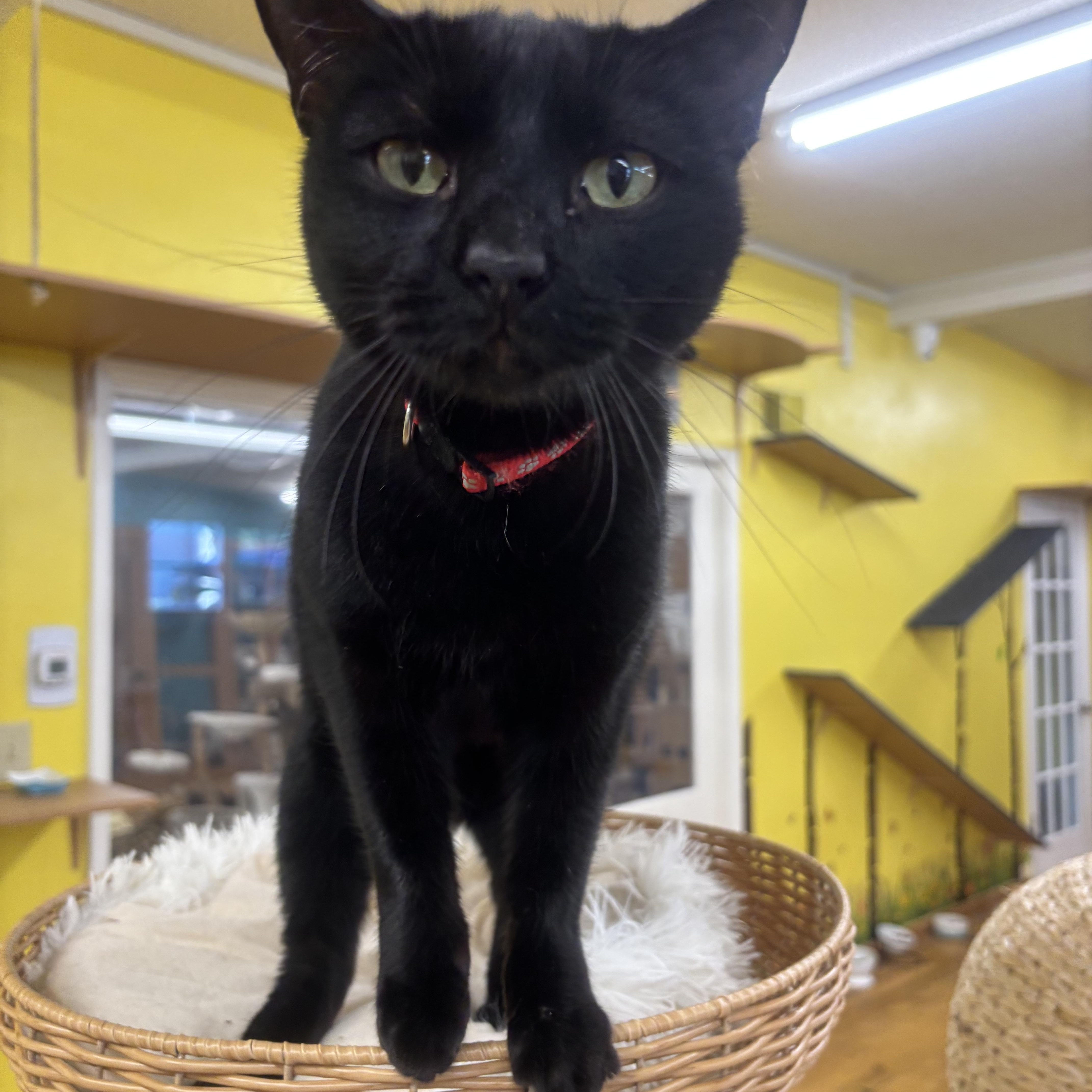 Mamash, an adopted Domestic Short Hair in Whittier, CA image 3/6