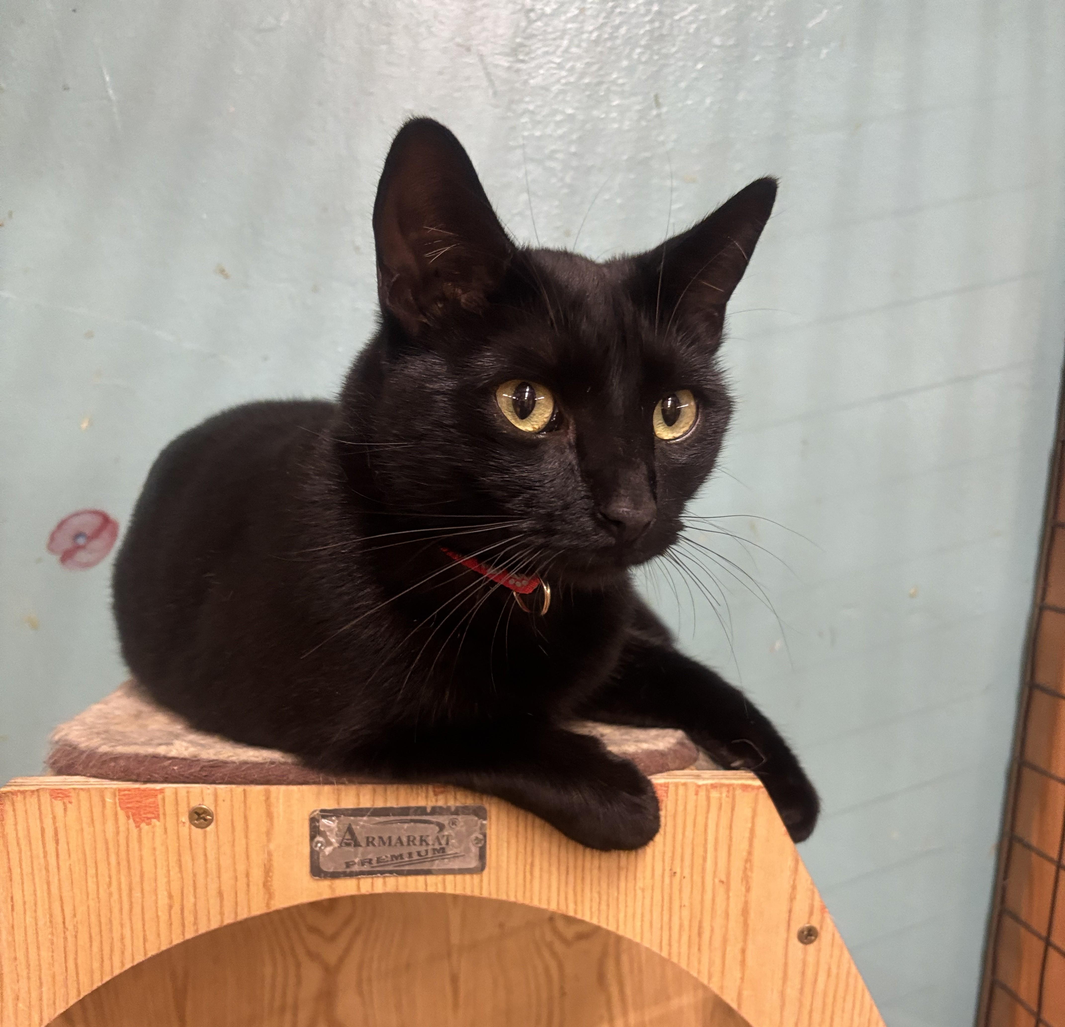 Mamash, an adopted Domestic Short Hair in Whittier, CA image 4/6