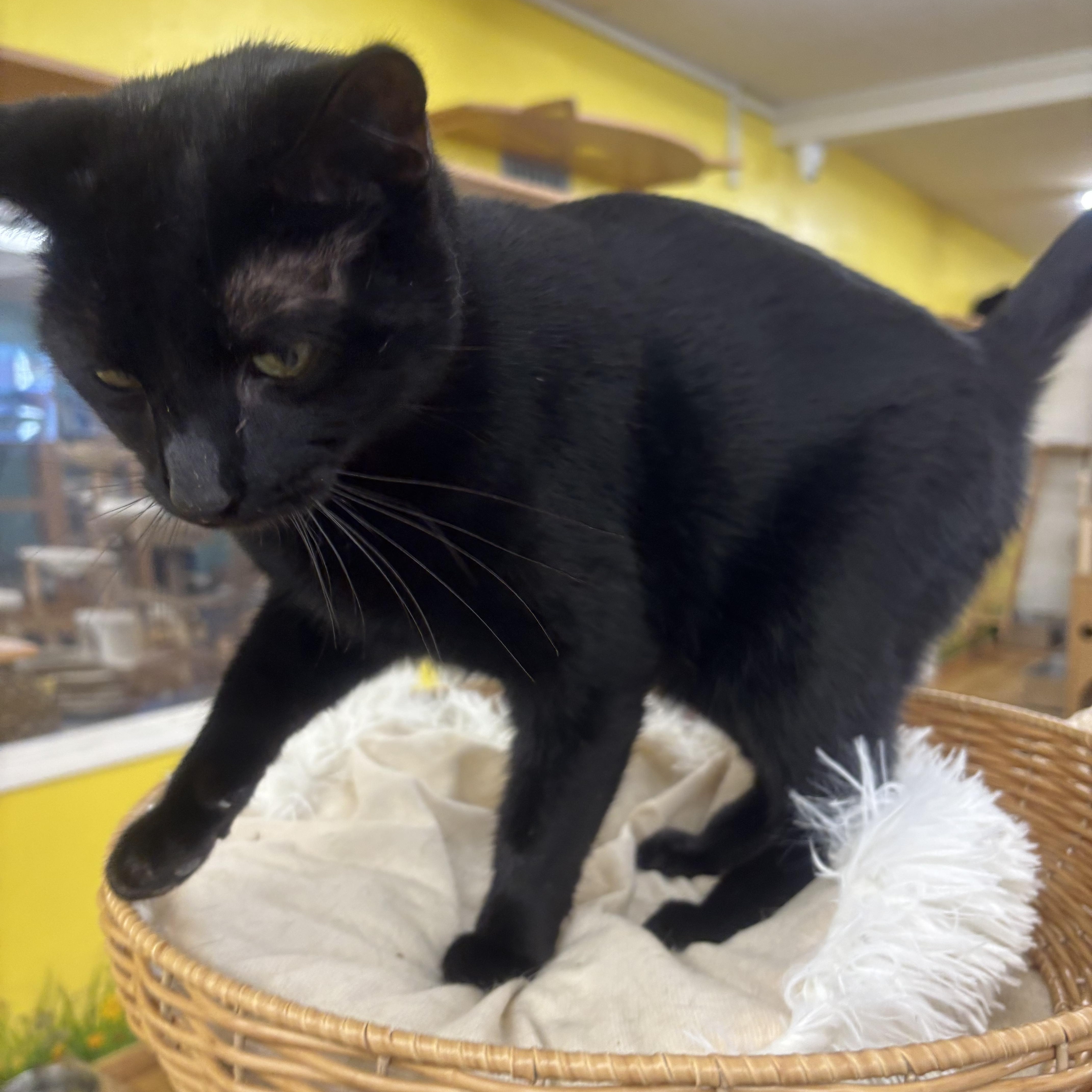 Mamash, an adopted Domestic Short Hair in Whittier, CA image 2/6