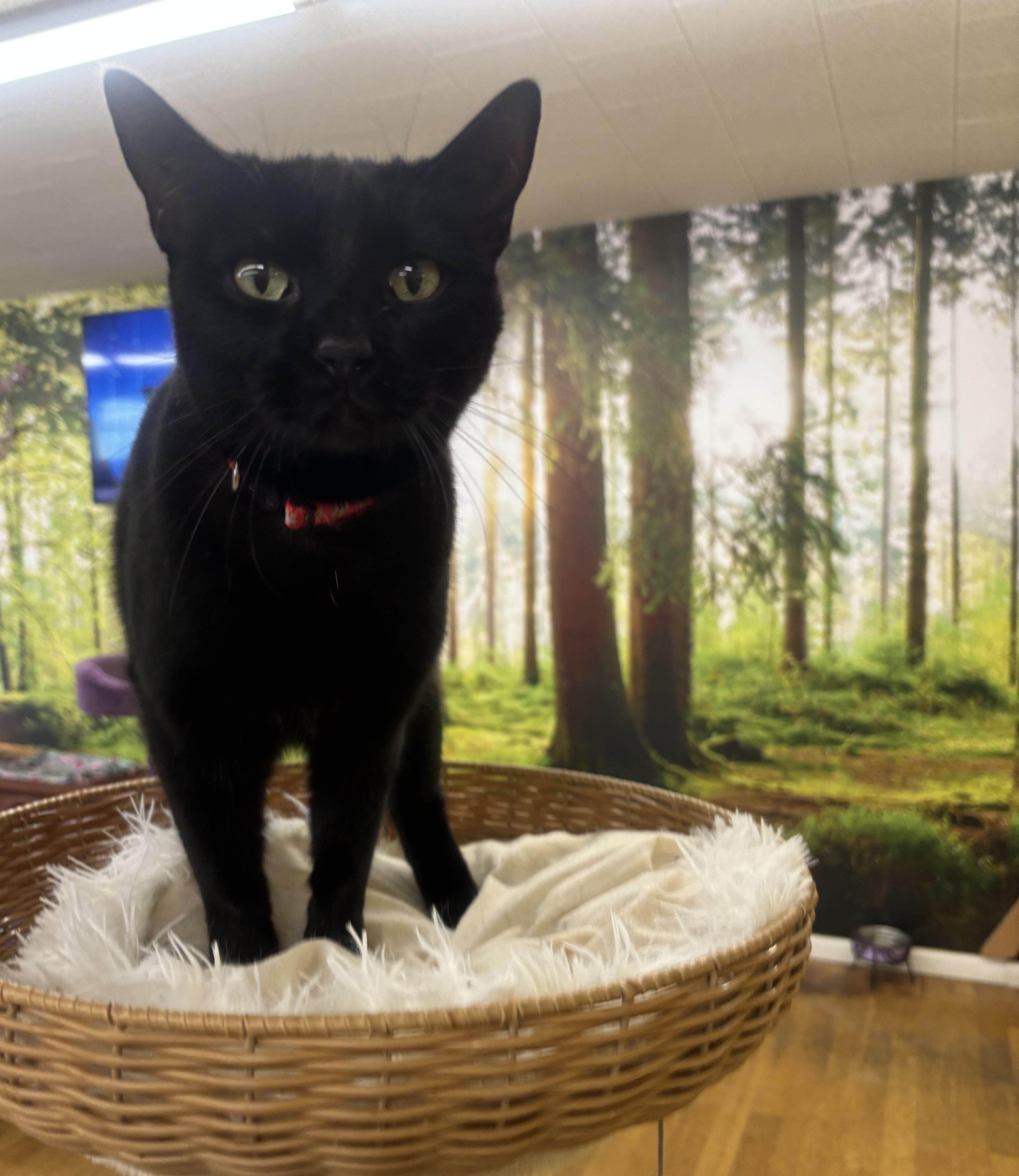 Mamash, an adopted Domestic Short Hair in Whittier, CA image 5/6