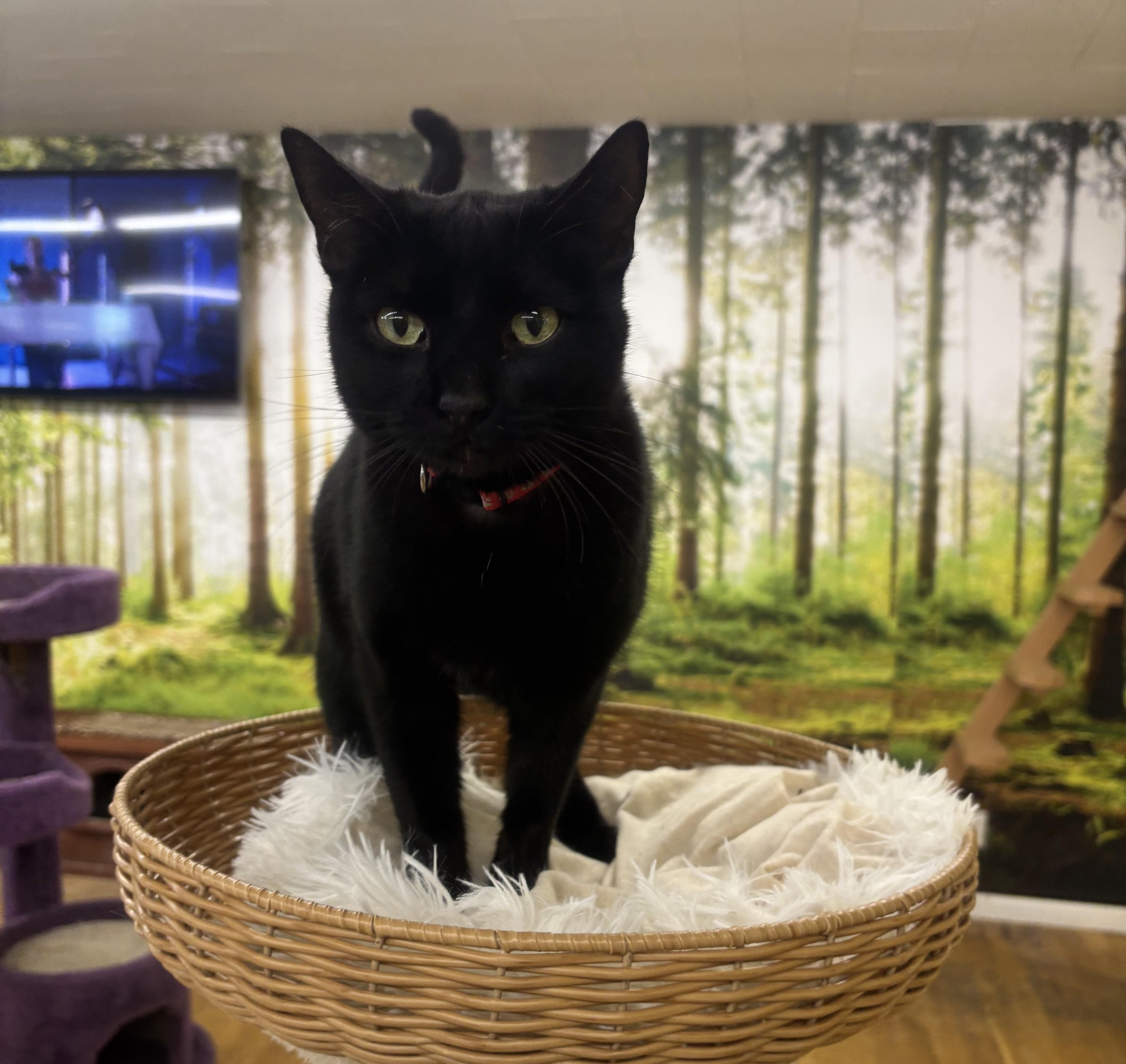 Mamash, an adopted Domestic Short Hair in Whittier, CA image 1/6