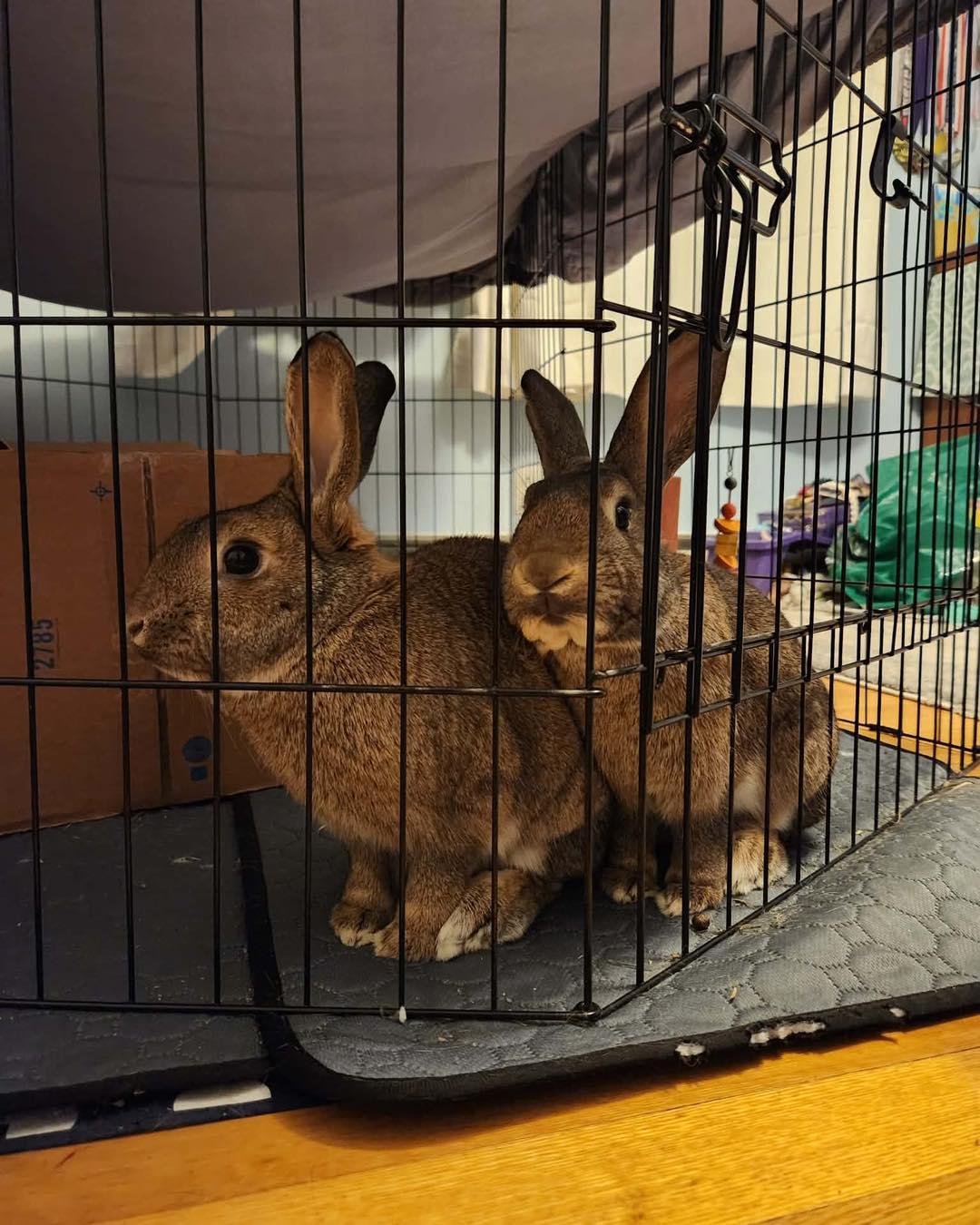 Rosalie aka Rosie *bonded to Barley*, a Adoptable mixed breed in Portland, ME image 5/6