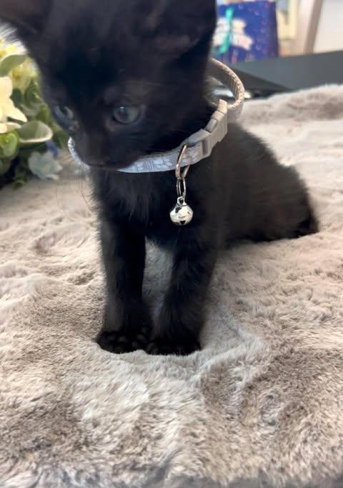 Ming, Adoptable, Kitten Male Domestic Short Hair.