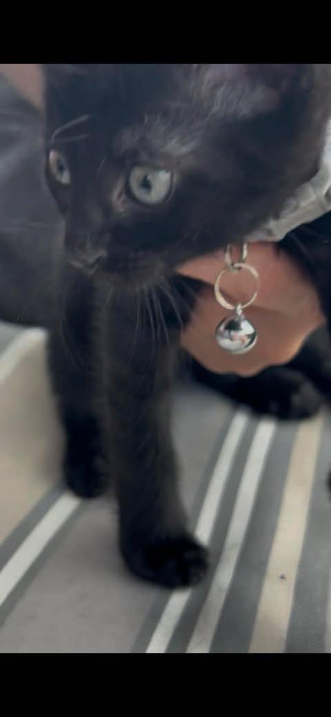Ming, a Adoptable Domestic Short Hair in Maitland, FL image 2/2