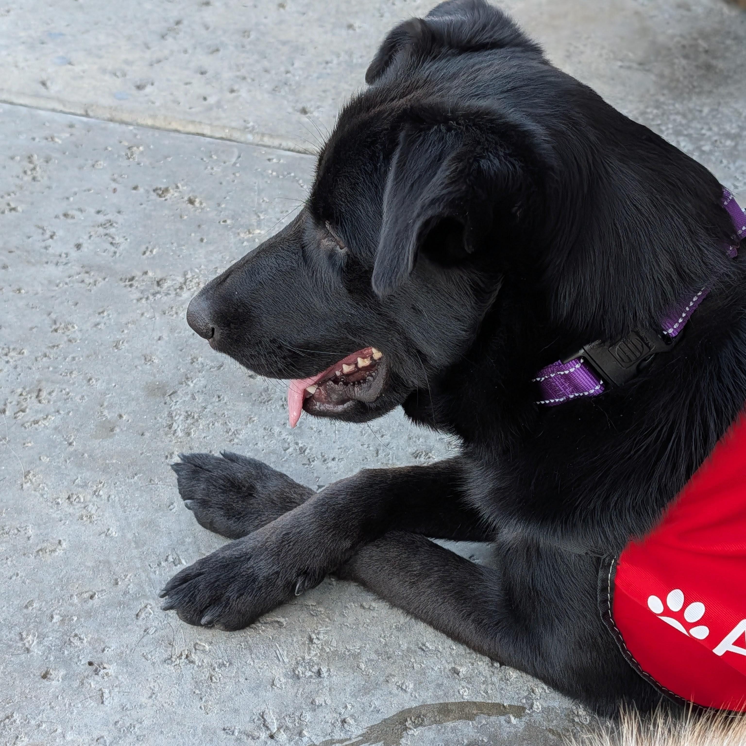 Bell, a Adoptable mixed breed in Perris, CA image 1/5