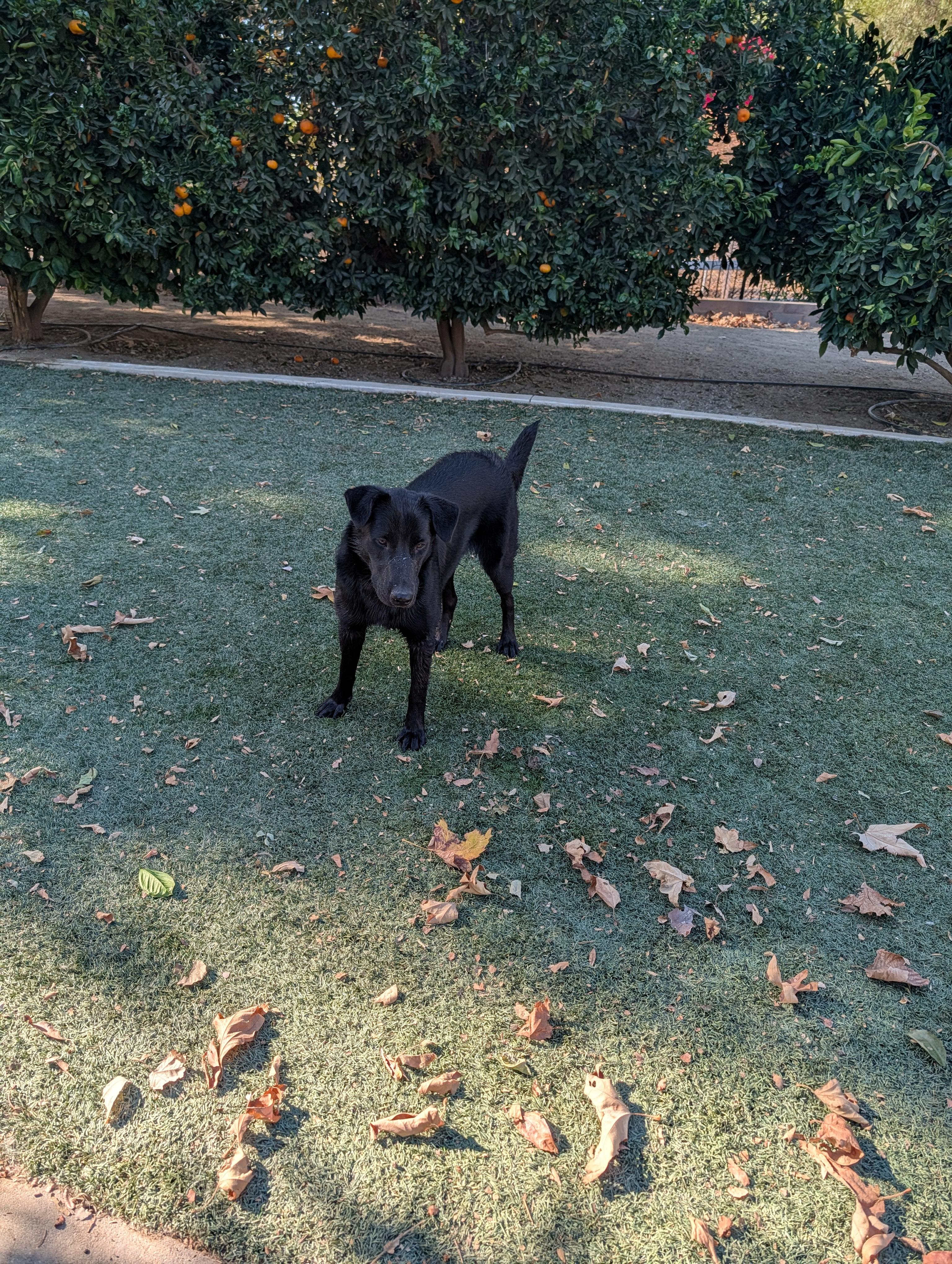 Enlarge Bell, a Adoptable mixed breed in Perris, CA image 2/4